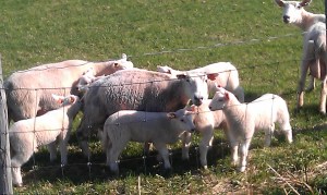 Jeg ble helt forelsket i de små lammene som jeg løp forbi på min treningsrunde. Etterhvert ble vi godt kjent, og de kom løpende da jeg kom forbi.