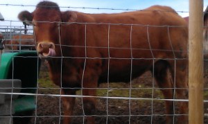 Her er en Limousine.