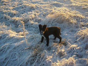 Gandhi er ikke sikker på om han liker denne kulda noe særlig, men må ut av og til, likevel