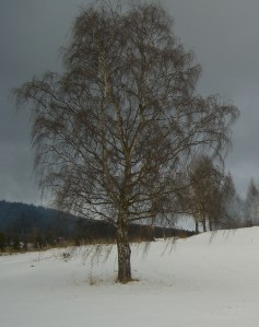 Det vakre hvite er borte fra trærne for en stund