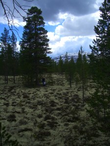 Her ser vi glimt av Tron fra Ripanområdet på tylldalskjølen. Legg merke til den fine, hvite reinlaven på bakken.