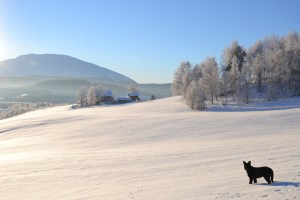 Gandhi og jeg går tur, vi, tross kulda. Det var noe som het "det finnes ikke dårlig vær, bare dårlige klær" Gandhi må klare seg med pelsen sin, men det ser ut til å fungere