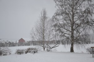 TRærne står svarte igjen - det hvite fine rimet har blåst sin vei