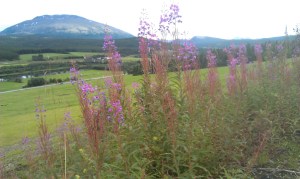 Sørover, med Glåmdalen mot Alvdal