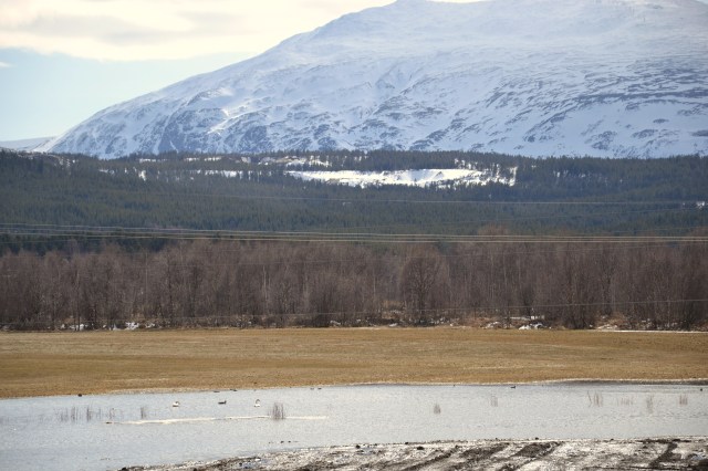 Liv og røre i dammen