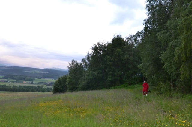 Jenta i enga - også i regnvær