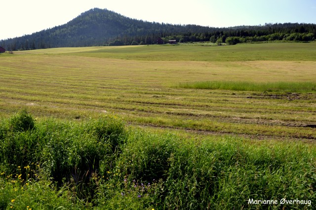 Førsteslåtten i full gang
