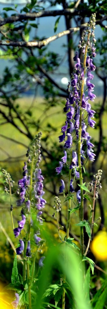 Høyreist og flott, men jeg har glemt navnet på denne blomsten. Noen som kan hjelpe?