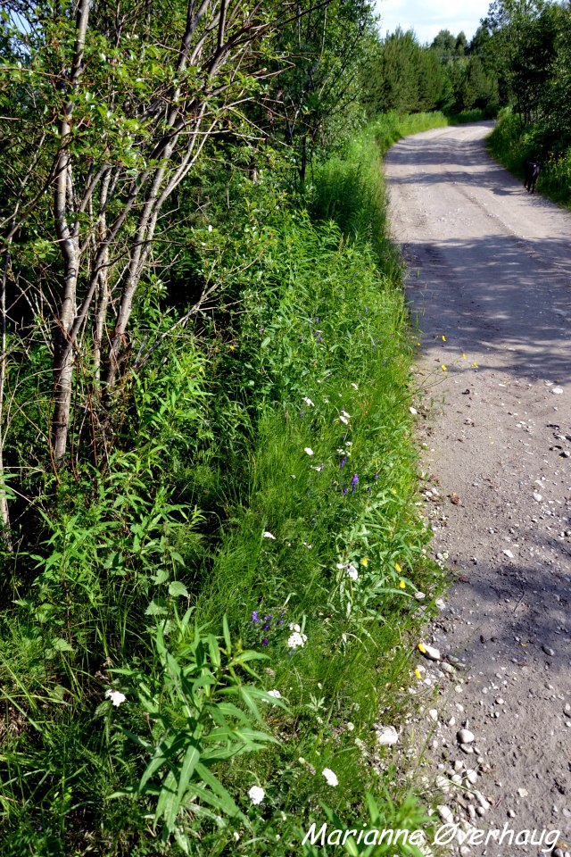 Koselig i veikanten nå om dagen