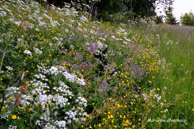 Gandhi har gjemt seg midt i blomsterfloret!