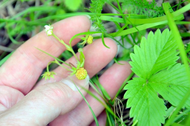 Oppå lauvåsen veks det jordbær, fine jordbær, raue jordbær... Hos oss er de ikke modne på en stund, men nå vet jeg hvor jeg finner dem når tida er inne!