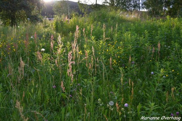 Soldryss gjennom enga