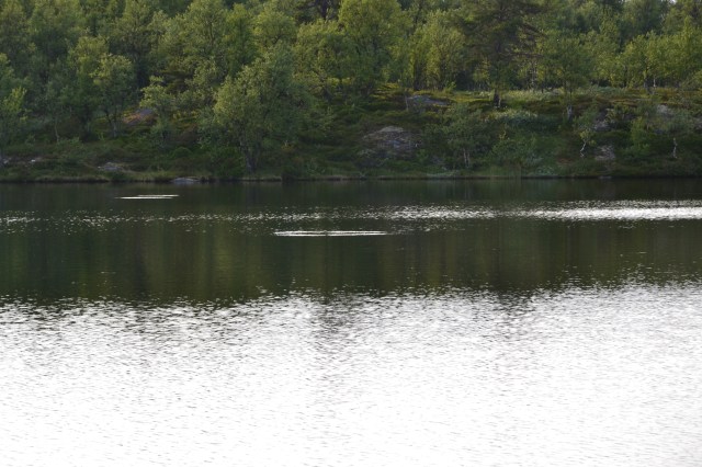 Fiskesprett på sætra