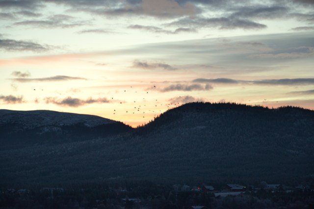 Noen fugler ser ut som om de leker sisten mot den lyse himmelranden
