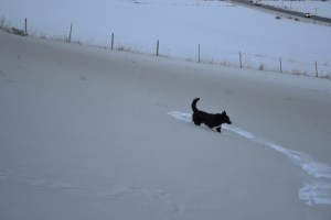 Gandhi i svart snø....