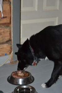 Gandhi har fått sitt eget nyttårsmåltid: innvollene fra kalkunen. Skikkelig snadder!