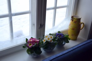 Primula i vinduskarmen. Normalt et tegn på at våren nærmer seg - men isroser på ruta vitner heller om at vinteren endelig har festet grepet