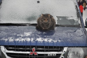 Kattepusen varmer seg på bilpanseret, tross riktig mildvær rundt null.