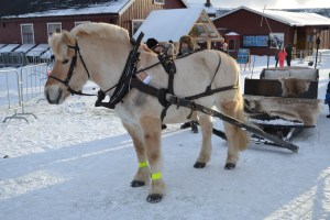 Fin fjording klar for sledetur