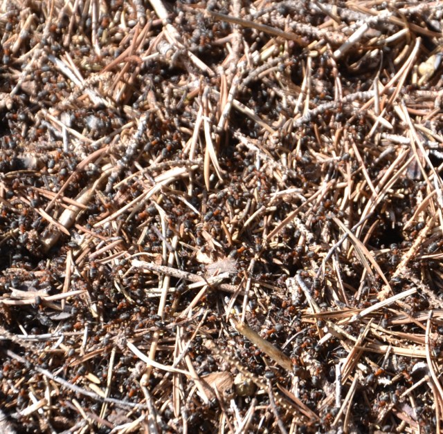 Ser du riktig godt etter, kan du skimte de travle maurene som springer rundt i tua