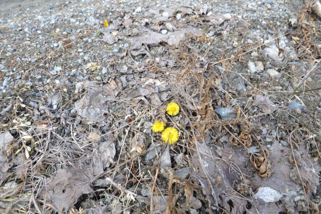 Hestehov i veikanten