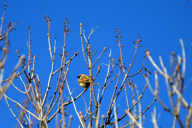 I toppen av syrinen sitte en liten spurv og koser seg og venter på at bladene skal komme frem