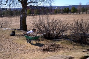 Bærbuskene trengte sårt litt stell, nå er de tynnet og gjødslet og vi er spente på om årets avling blir større eller mindre enn i fjor...