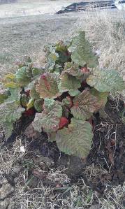 Rabarbra klar for andre innhøsting!