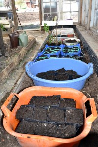 Pottene er satt opp i baljer og kasser 