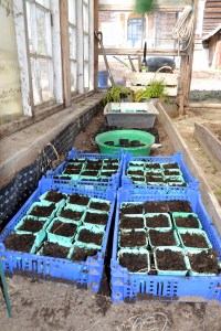 Frøene har kommet i jorda. 