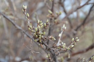 Mens vi venter på dyra, venter vi også på at løvet skal sprette helt ut og det grønnes også her hos oss. Dette er ripsbuskene våre, helt på bristepunktet akkurat nå :-)