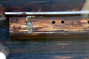 Leieboerne i dette rekkehuset var travelt opptatt med å mate unger