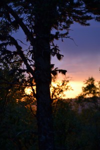 Solnedgangene har vært mange og flotte! Her fra Svartåspiggen, ovenfor sætervangen vår