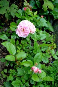 Til og med rosene ble fine i år!