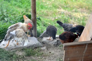 Og hønsene vokste seg store!