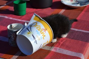 Katten Gudleik er et annet dyr vi har fått et sterkt forhold til! Etter som dagene ble varmere ble det konsumert en god del iskrem, og Gudleik lot seg ikke be to ganger for å få slikke boksen etter oss!