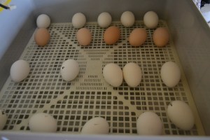 Det dreier seg stadig mer om dyr! Spenningen var stor da eggene begynte å klekke og det dukket frem ti små kyllinger!