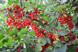 Vi har plukket og plukket men fortsatt ser noen av bærbuskene sånn ut!