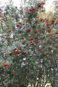 Bugner gjør også rognebærtrærne, og da blir det, hmm, mye eller lite snø? derom strides man visst! Fasiten kommer i april en gang.
