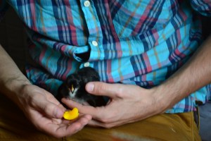 De bittesmå kyllingene var så søte og måtte også koses med og sosialiseres