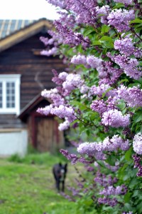 Syrinene bugnet i juni