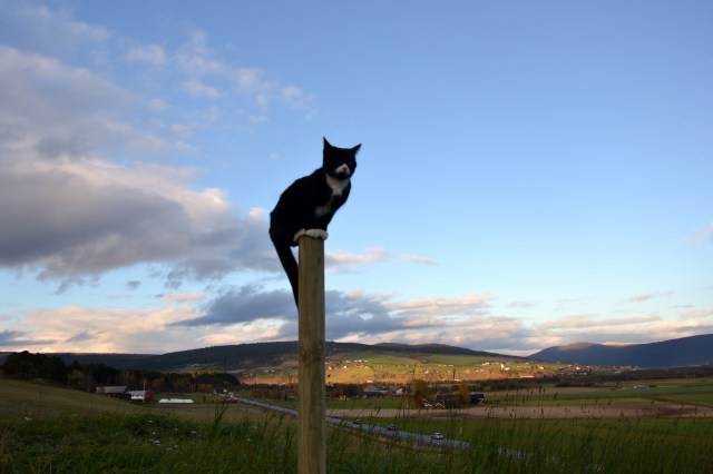 Kjærligheten vår på pinne