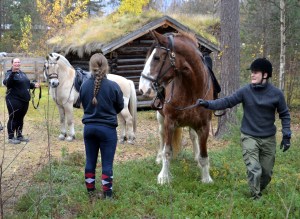 Flotte hester som stilte opp for en ridetur for de minste