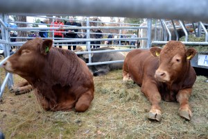 Oksekalvene - hjælpes, så store de er!