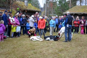 Kalvemønstring var en av de populære innslagene. Hvem som vant, fikk ikke vi med oss, men vi syns både kalver og unger var ganske sjarmerend!