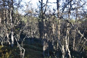 Vi vandret og klatret gjennom tett "trollskog" for å komme til toppen