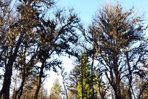 Skjeggprydete trær!