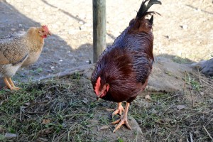 Choco er stor og flott rødbrun, men vi tror ikke hun har verpet?
