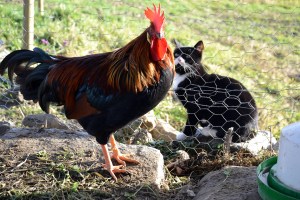Selv pusen Gudleik beundrer den flotte fjærdrakten til Galematias