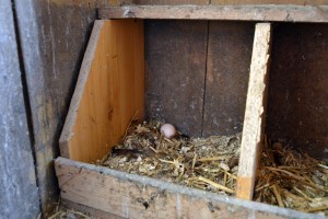 Et lite, lysebrunt egg